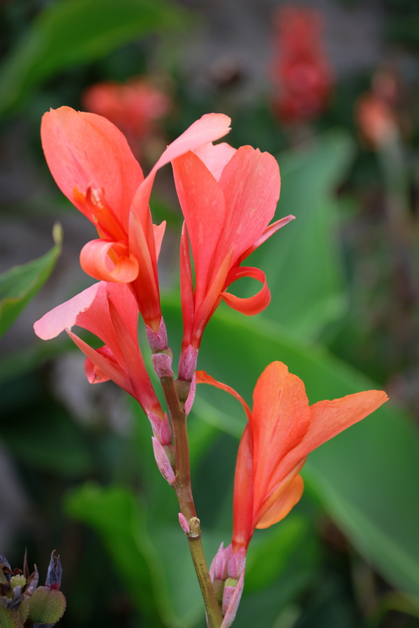 Canna (Dinard, septembre 2023)