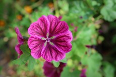 Mauve de Mauritanie (Vannes, Morbihan, octobre 2023).