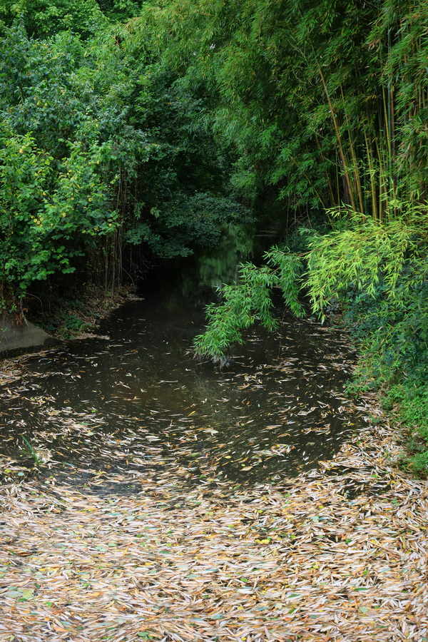 Gradignan (Gironde). L'Eau Bourde traversant le parc du Moulin d'Ornon.