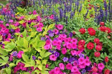Massif de fleurs à Andernos-les-Bains (Gironde).