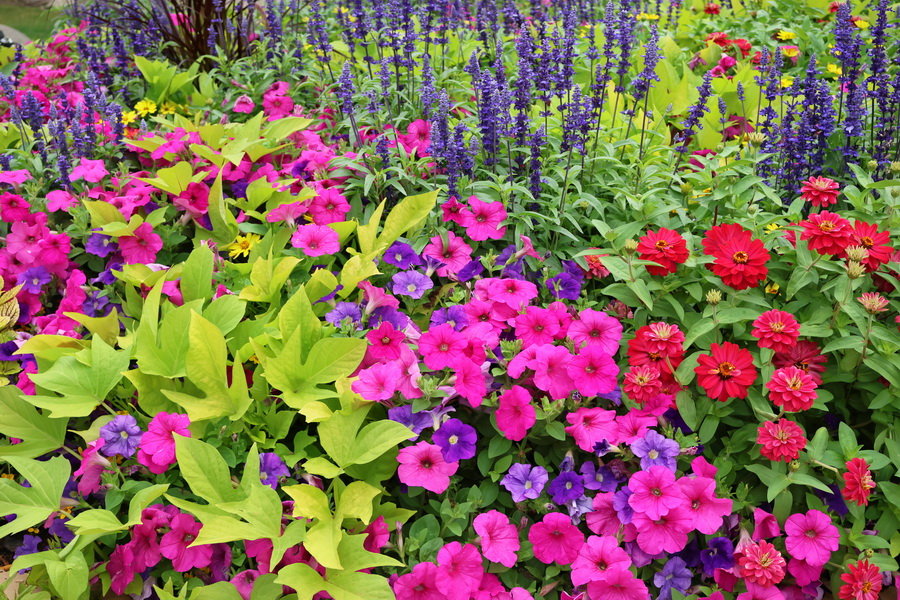 Massif de fleurs à Andernos-les-Bains (Gironde).