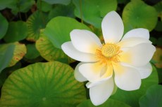 Fleur de Lotus dans le Jardin Botanique de Bordeaux (Gironde).