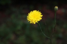 Pissenlit dans le parc de la mairie de Bègles (Gironde).
