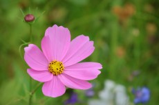 Cosmos dans le Jardin Botanique de Bordeaux (Gironde).