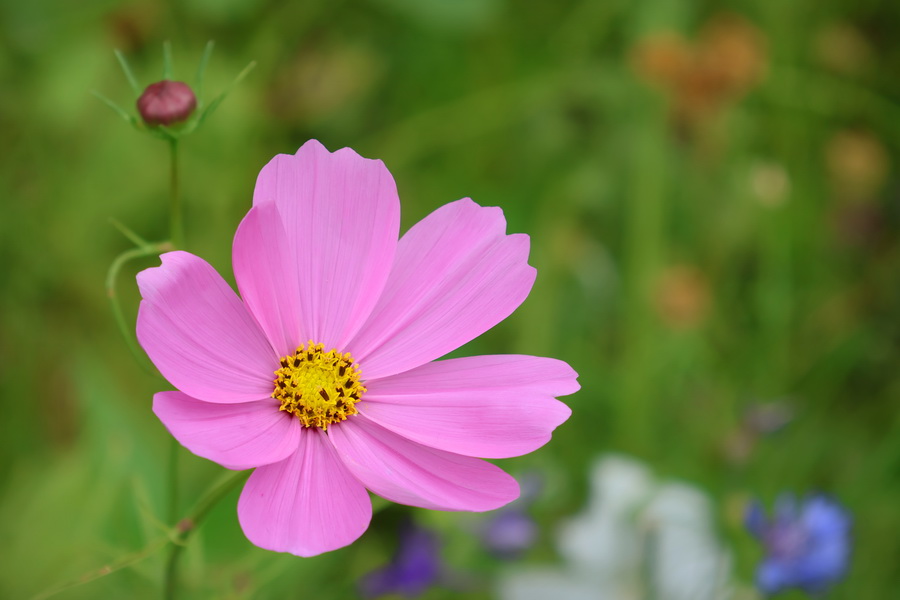 Cosmos dans le Jardin Botanique de Bordeaux (Gironde).