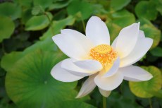 Fleur de Lotus dans le Jardin Botanique de Bordeaux (Gironde).