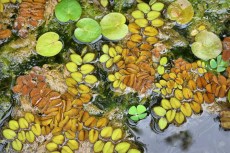 Dans le Jardin Botanique de Bordeaux (Gironde).