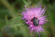 Cétoine à Andernos-les-Bains (Gironde).