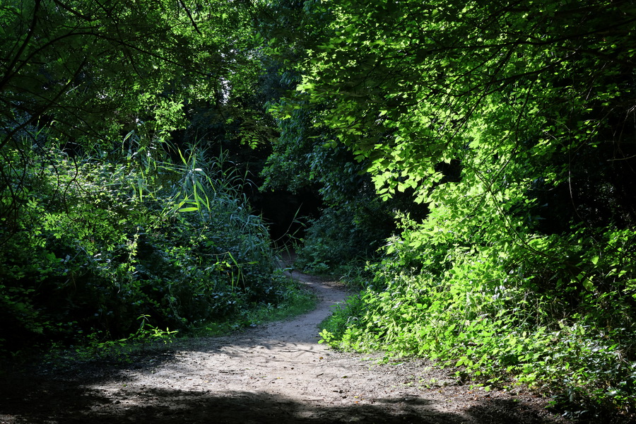 Chemin dans le parc de Mussonville, à Bègles (Gironde).