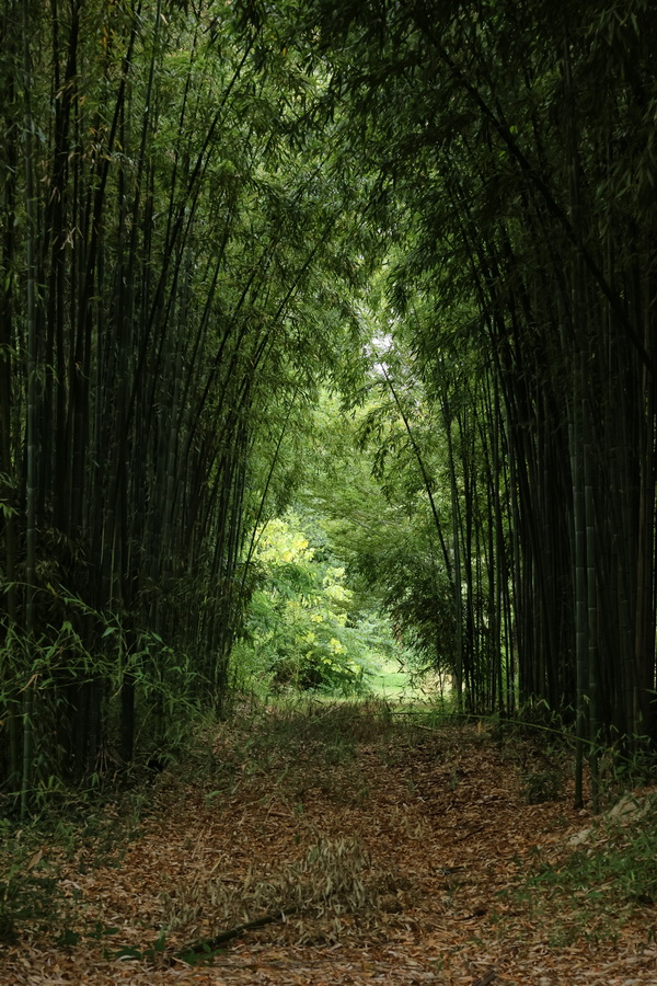 Passage dans le parc du Moulin d'Ornon, à Gradignan (Gironde).