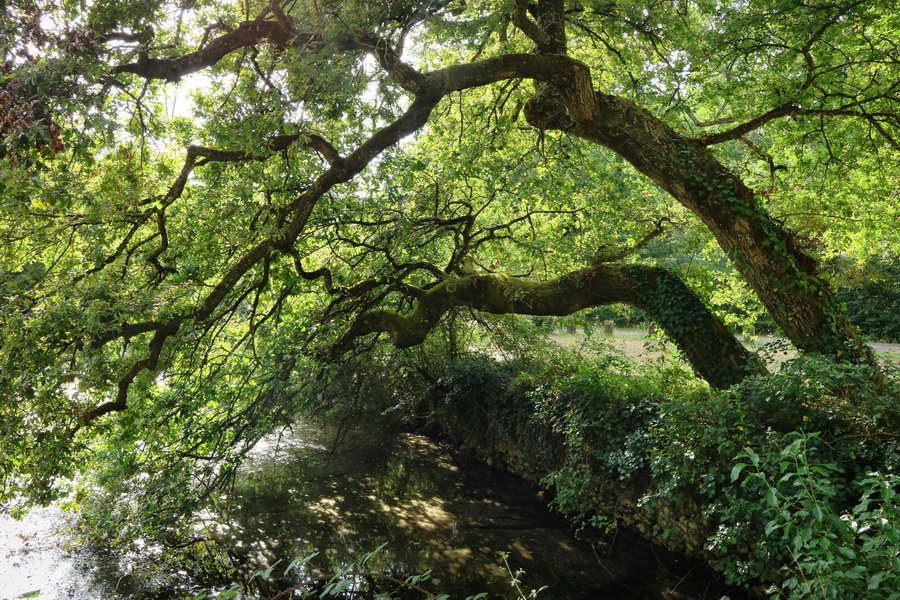 Arbres dans le bois de Thouars, à Talence (Gironde).