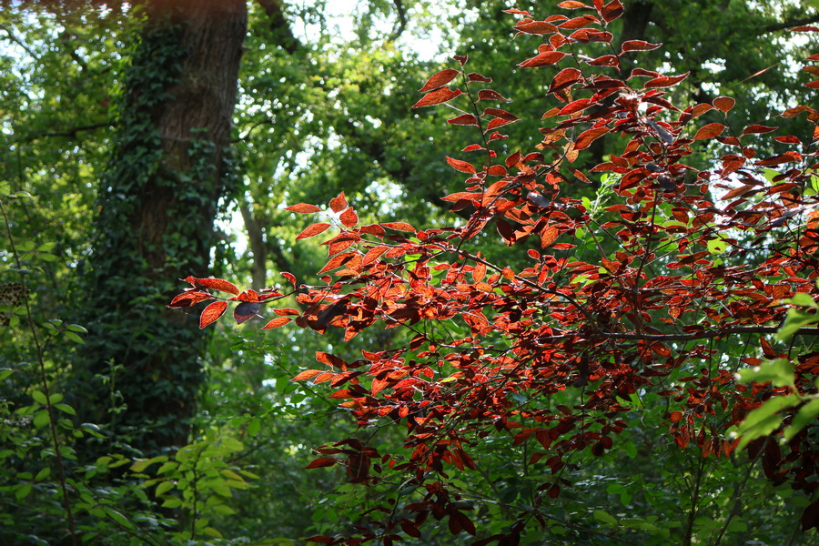 Feuilles dans le bois de Thouars, à Talence (Gironde).