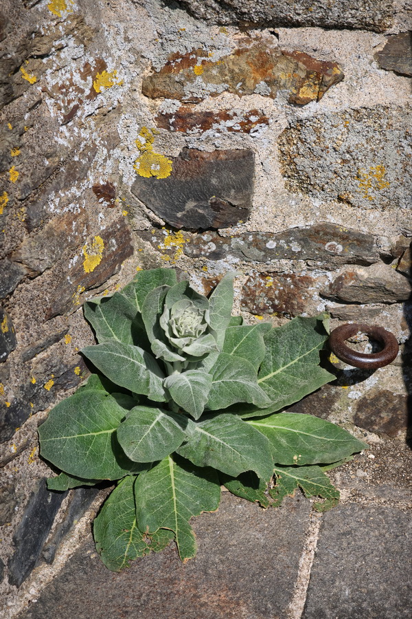 Plante poussant au sommet de la Tour Mélusine du château de Fougères (Ille-et-Vilaine).