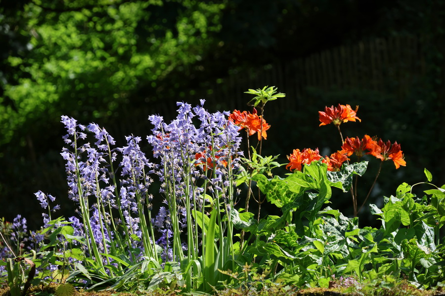 Fleurs dans le jardin du Val Nançon, à Fougères (Ille-et-Vilaine).