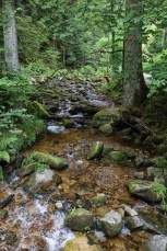 Oppenau (Allemagne), Forêt Noire. La rivière Lierbach.