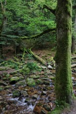 Oppenau (Allemagne), Forêt Noire. La rivière Lierbach.