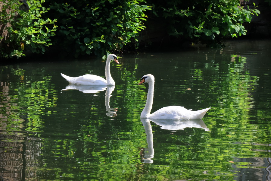 Cygnes dans le quartier de la Petite France, à Strasbourg (Alsace).
