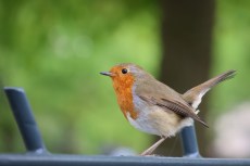 Rouge-gorge au parc du Thabor, à Rennes (Bretagne).