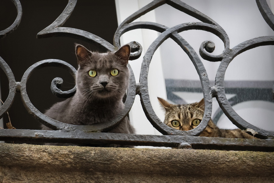 Chats à Nantes (Loire-Atlantique).