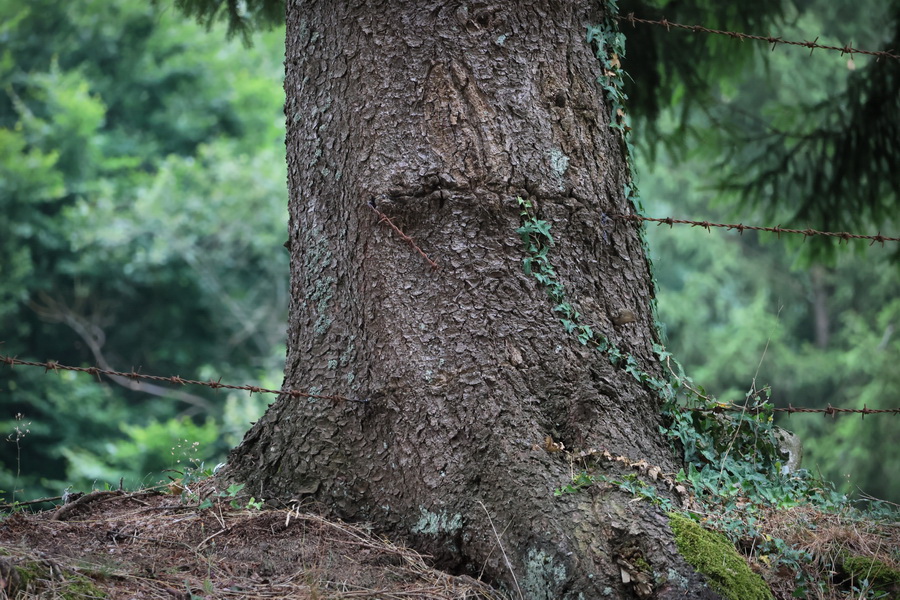 Fil barbelé du camp de concentration de Natzweiler-Struthof.
