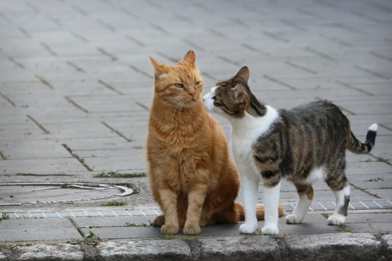 Histoire de chats à Turckheim (Alsace) - Image 1