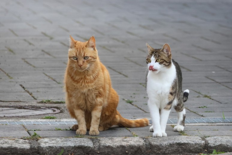 Histoire de chats à Turckheim (Alsace) - Image 2