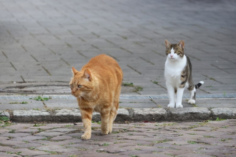 Histoire de chats à Turckheim (Alsace) - Image 3